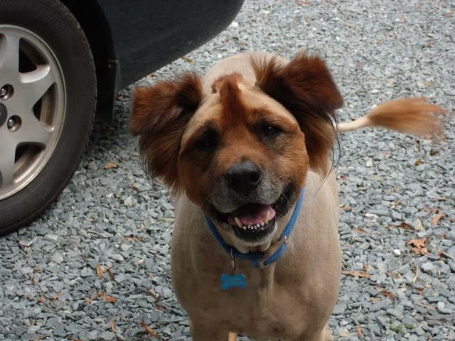 29 dogs with bad haircuts