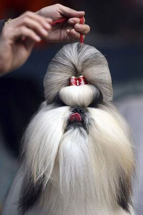 29 dogs with bad haircuts