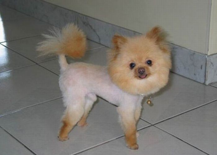 29 dogs with bad haircuts