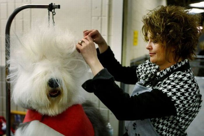 29 dogs with bad haircuts