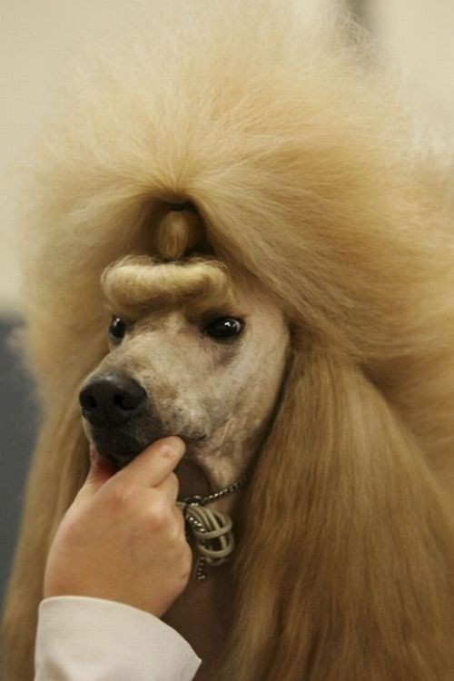 29 dogs with bad haircuts