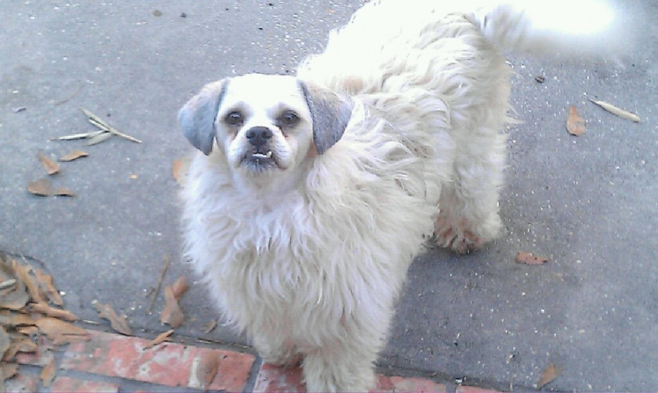 29 dogs with bad haircuts