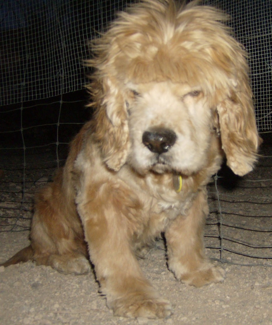 29 dogs with bad haircuts