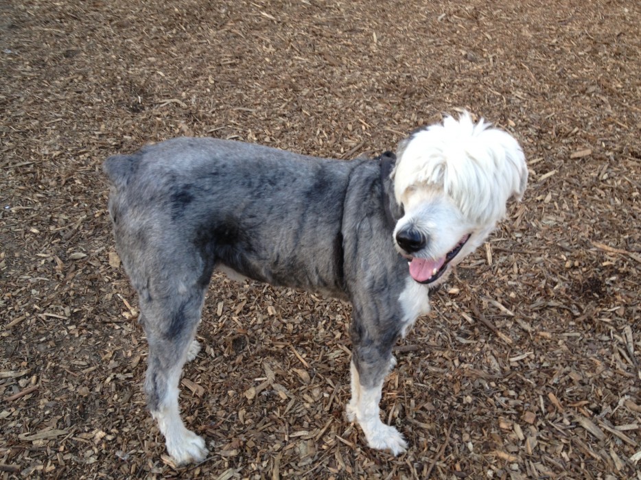 29 dogs with bad haircuts