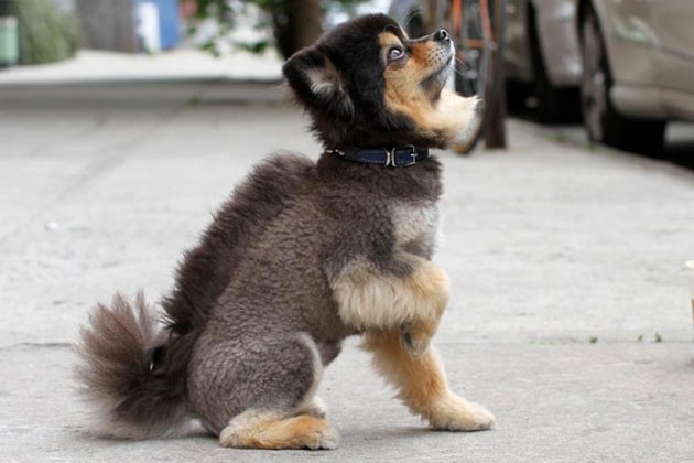 29 dogs with bad haircuts