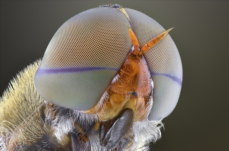 Cool macro photos of tiny insects