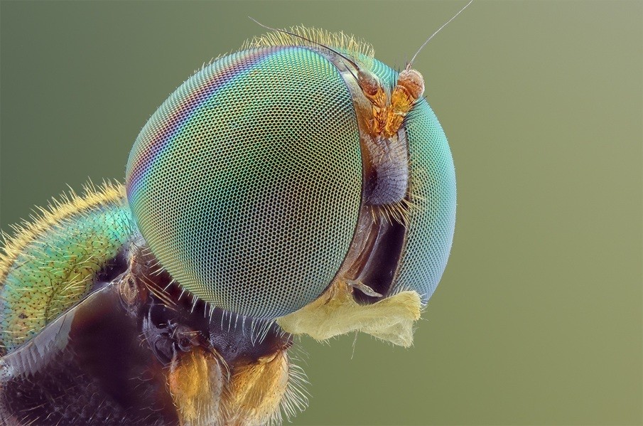 Cool macro photos of tiny insects