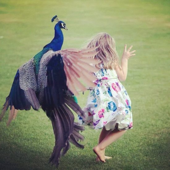 peacock funny