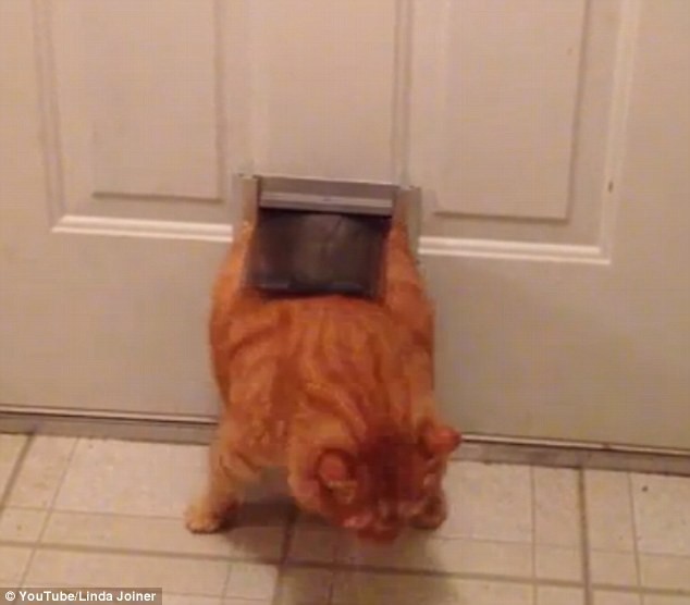Cats can get stuck almost anywhere