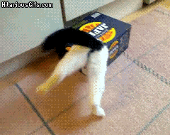 Cats can get stuck almost anywhere