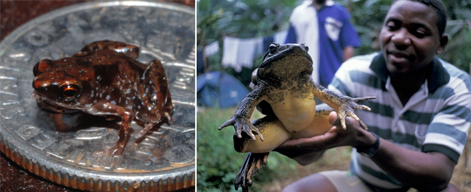 19 Photos Showing The Ridiculous Size Variation Among Species