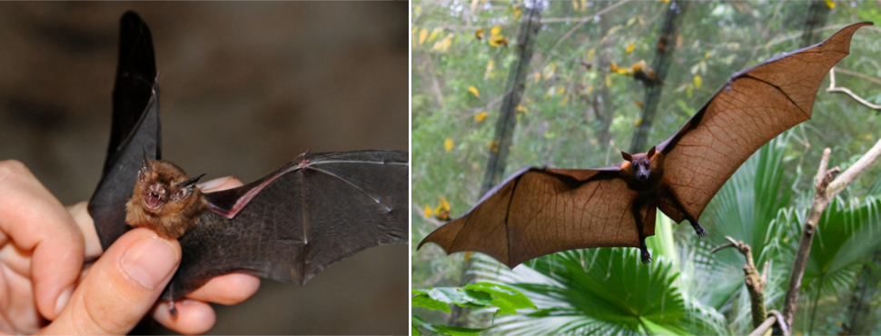 19 Photos Showing The Ridiculous Size Variation Among Species