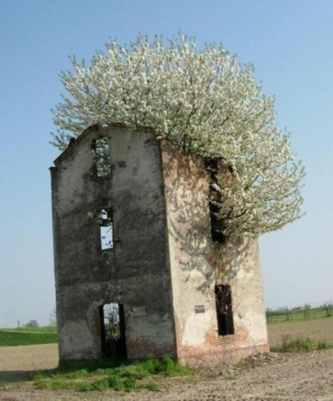 37 Images of nature reclaiming what we abandon