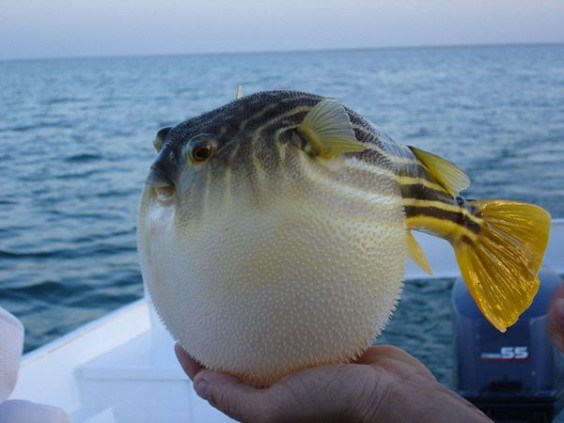 Pufferfish - Pufferfish is one of the most poisonous animals in the ocean  to the point where fishermen refuse to touch them without thick gloves.