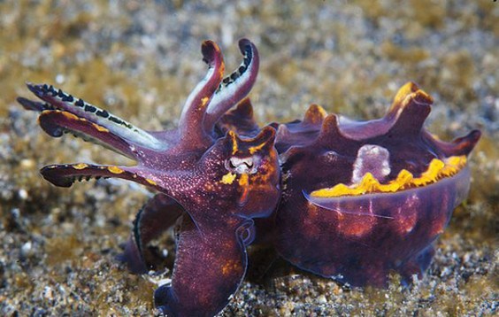 Pfeffers Flamboyant Cuttlefish - Its hard to imagine anything with the name flamboyant in its actual name being particularly dangerous, but this freaky looking fish has enough poison to induce heart failure within minutes.