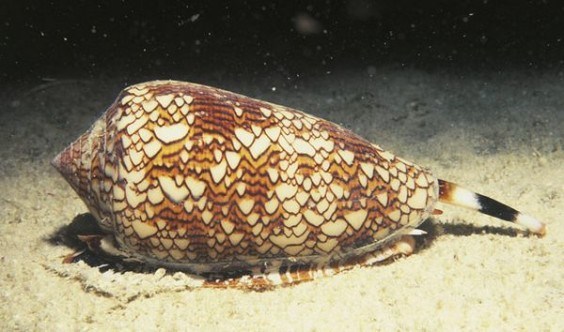 Geographic Cone Snail - Geographic Cone Snail is extremely venomous and has no qualms about spearing and infecting you, leading to severe vomiting and diarrhea and, potentially, death.