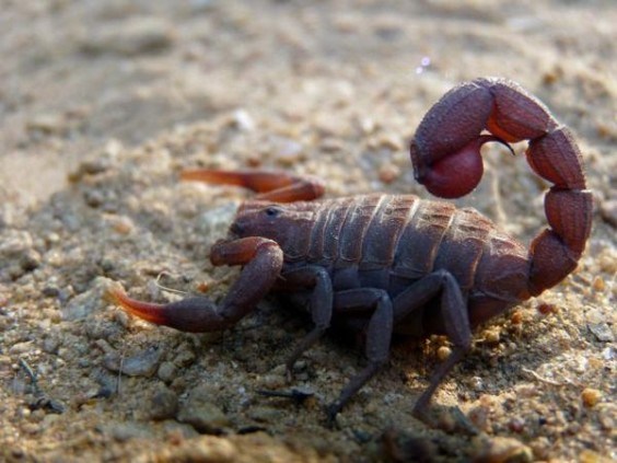Indian Red Scorpion - Its probably not very surprising that a scorpion is dangerous, but the Indian Red Scorpion may be the most deadly of them all, with fatality rates ranging anywhere from 8-40 percent of its victims.
