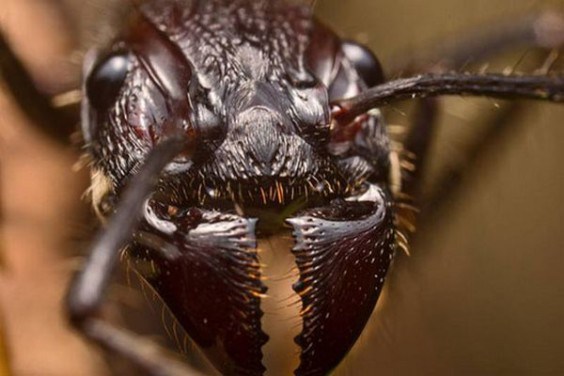 Bullet Ant - bullet ant may just take the cake since its very name is derived from the fact that its bite is so painful that it actually feels very much like being shot with, you know, a bullet.