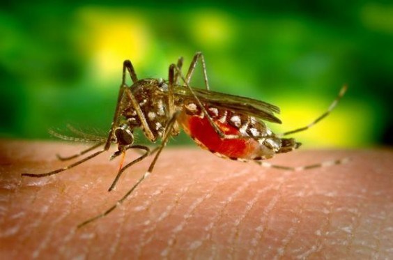 Anopheles Mosquito - these small creatures are so annoying. With a bite of this creature, it has a tendency to infect victims with malaria.