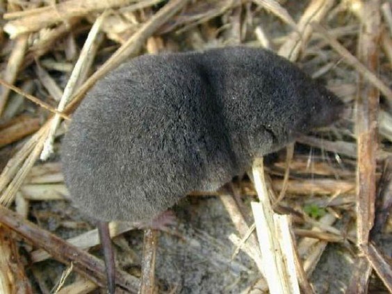 Short-Tailed Shrew - the short-tailed shrew is one of the only venomous mammals on the planet, though thankfully they arent deemed dangerous to humans.