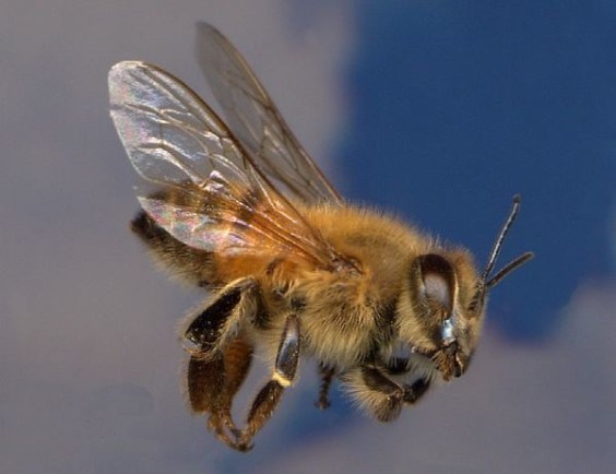 Africanize Honey Bee - these genetic freaks more commonly known as killer bees are relentless when it comes to swarming and chasing down victims.
