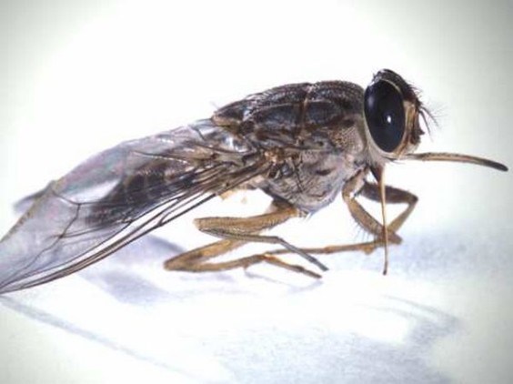 Tsetse Fly - Tsetse fly is a mass murderer of both humans and livestock, with its bite potentially infecting the victim with a parasitic disease that has killed thousands.