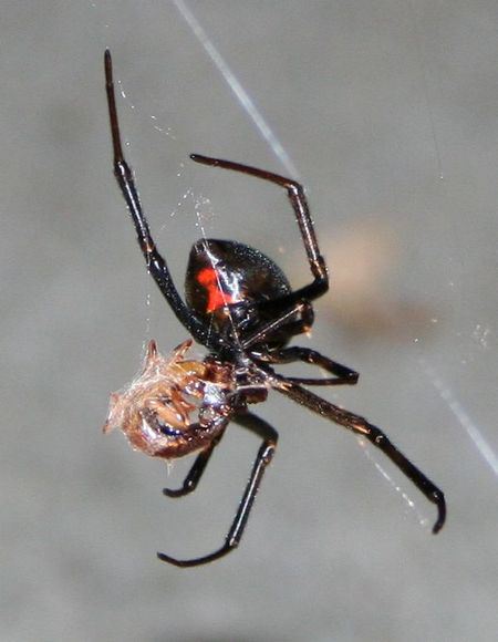 Black Widow Spider - they are considered the most venomous species of spider in North America, though fortunately fatalities are pretty rare following a black widow bite.