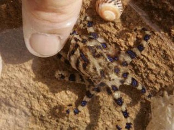 Blue-Ringed Octopus - tiny blue-ringed variety is pound-for-pound one of the most venomous animals in the world, and lucky us, there exists no anti-venom for its deadly poison.