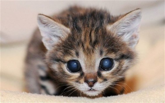 Kittens - playful little balls of fur should actually scare the crap out of you, because if you have any immune deficiencies they could severely mess you up thanks to toxoplasmosis, which most young cats carry and which can cause lesions, brain inflammation, and even plays a part in developing schizophrenia.