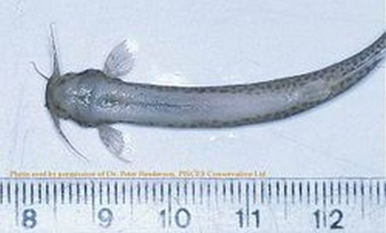 Candiru Fish - Candiru fish is a parasitic little monster that lives in the Amazon and is believed to swim straight up the urethra and into the bladder, resulting in internal bleeding and death.