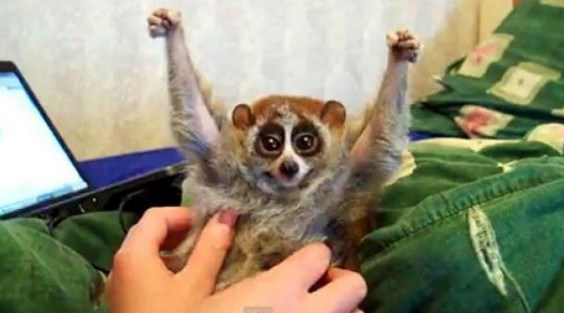 Slow Loris - a simple lick could infect you with its deadly toxin.