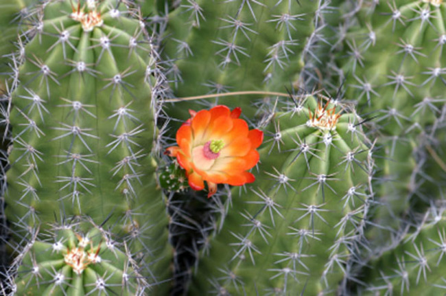 27 interesting cactus photos