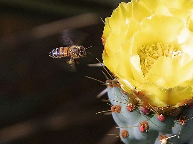 27 interesting cactus photos