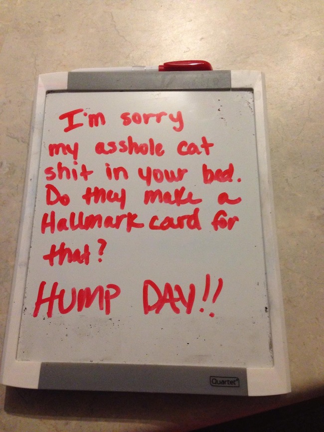 funny apology notes - I'm sorry my asshole cat shit in your bed. Do they make Hallmark card for that? Hump Day!! Quarter