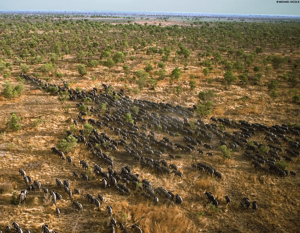 huge herd of elephants - Michael Nicols