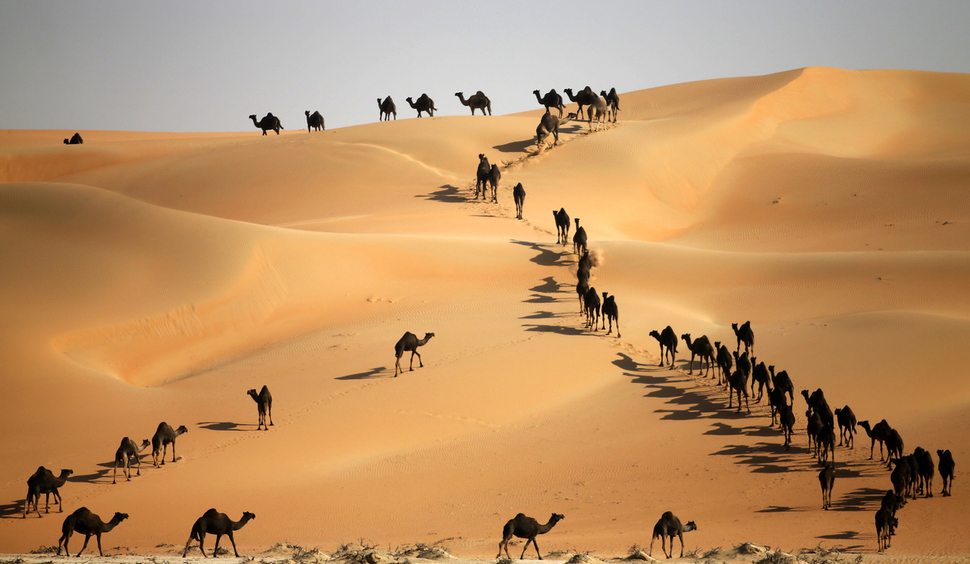 camels walking in desert