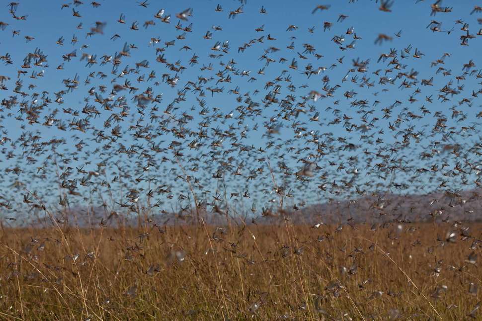 swarm of locusts - Cac