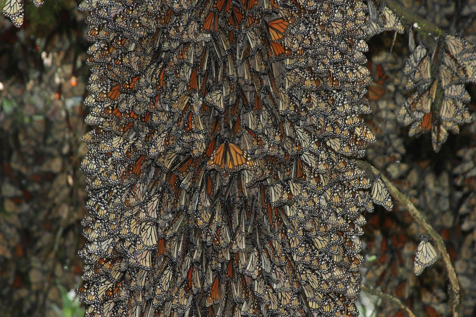 monarchs on tree