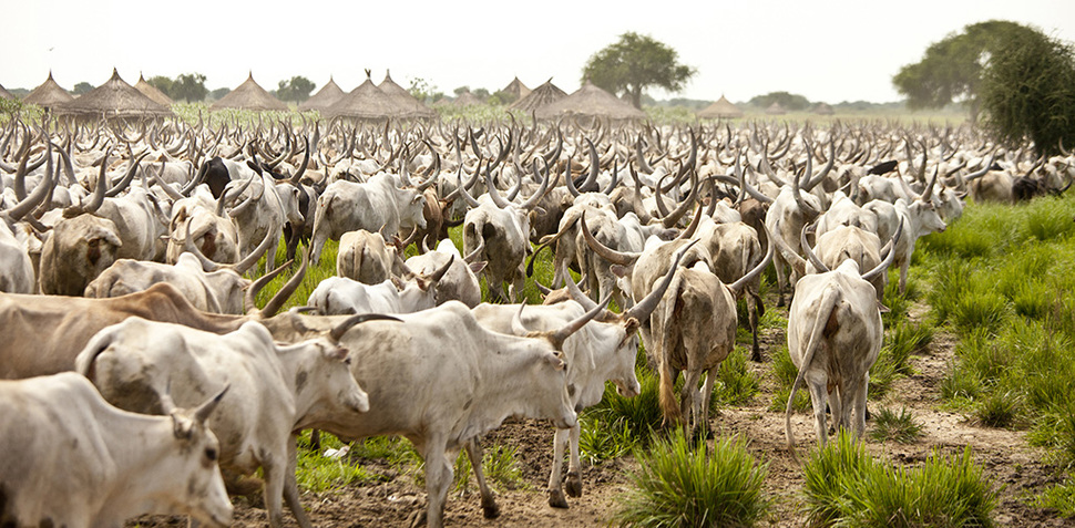 cattle in south sudan