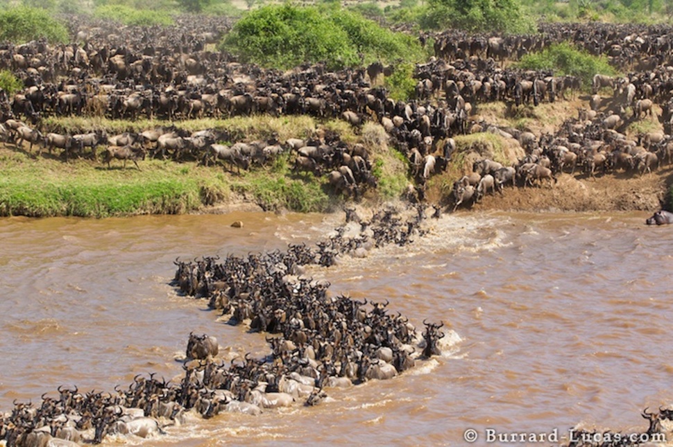wildebeest migration - Cs Burrard Lecas.com