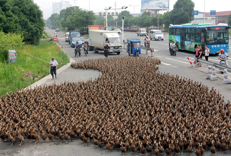 herd of ducks