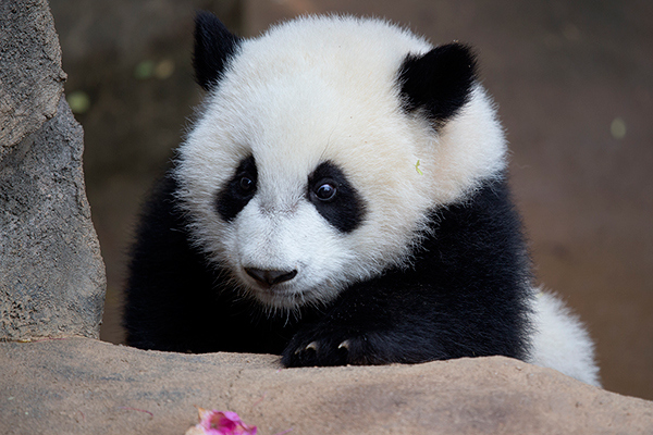 Pandas can poop up to 48 pounds per day.