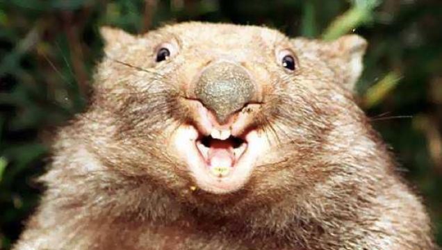 Wombats have cube shaped poop, which they use to remember where they live.