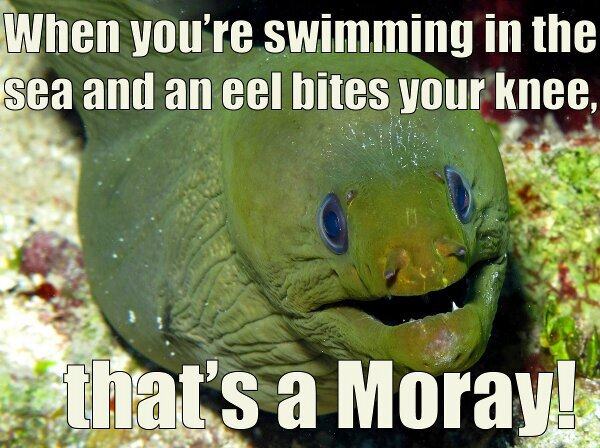 pun moray eel funny - When you're swimming in the sea and an el bites your knee, that's a Moray!