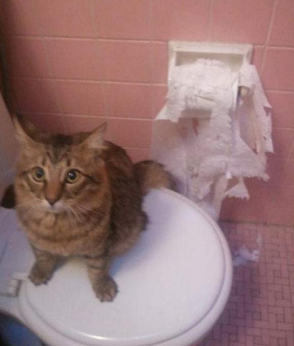 21 Animals That Just Don't Give A Crap