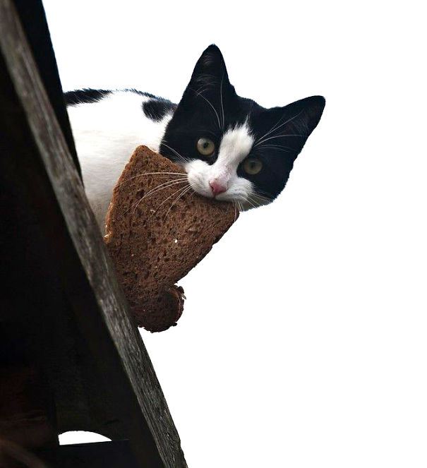 28 cat thieves that have been caught red-pawed