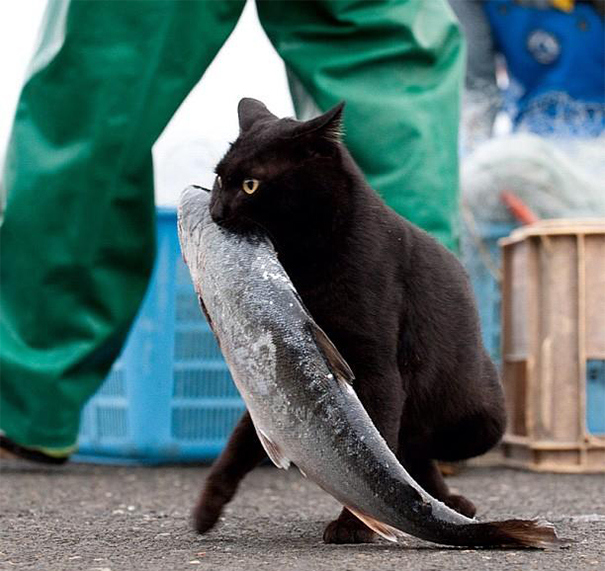 28 cat thieves that have been caught red-pawed