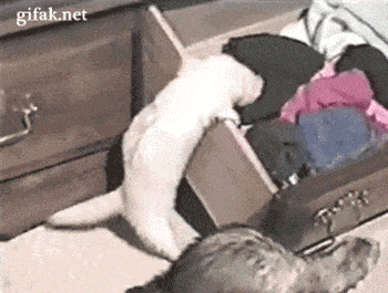 22 Sneaky Animals Stealing Your Stuff