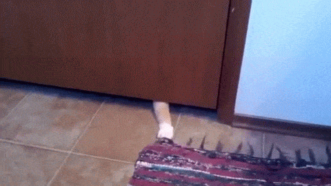 22 Sneaky Animals Stealing Your Stuff