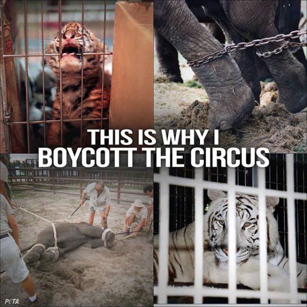 boycott circus - This Is Whyl Boycott The Circus Peta